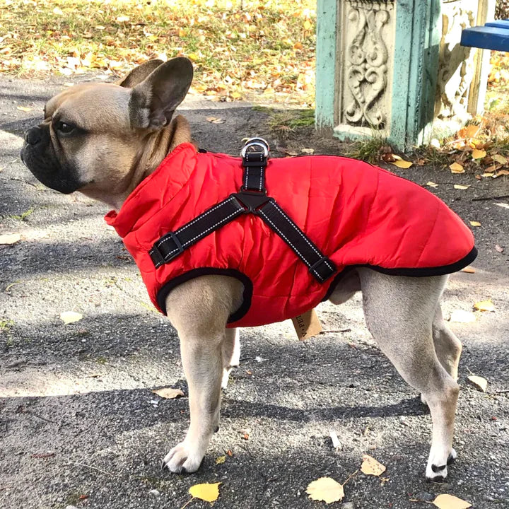 Y/A | Dog Jacket.