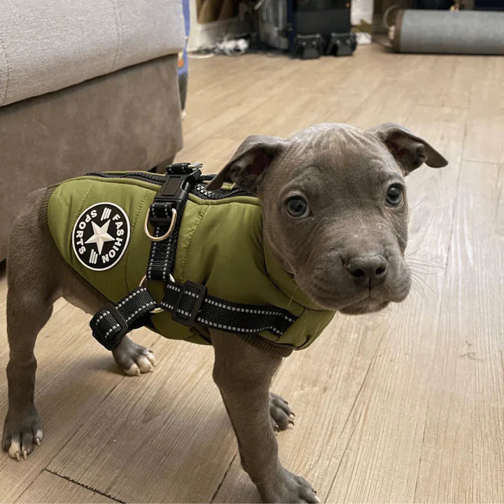 Y/A | Dog Jacket.