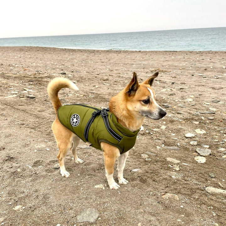Y/A | Dog Jacket.