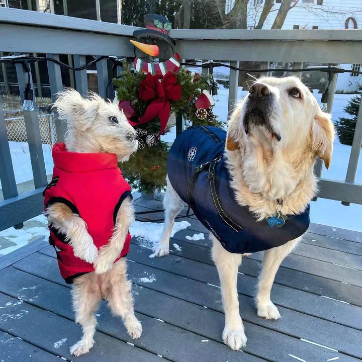 Y/A | Dog Jacket.