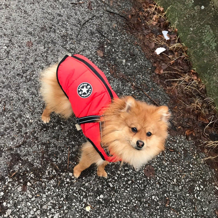 Y/A | Dog Jacket.