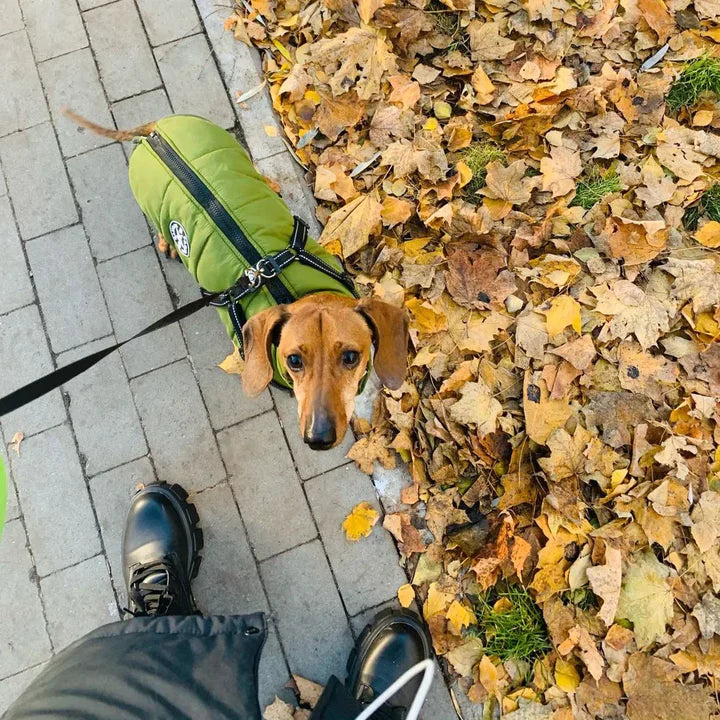 Y/A | Dog Jacket.